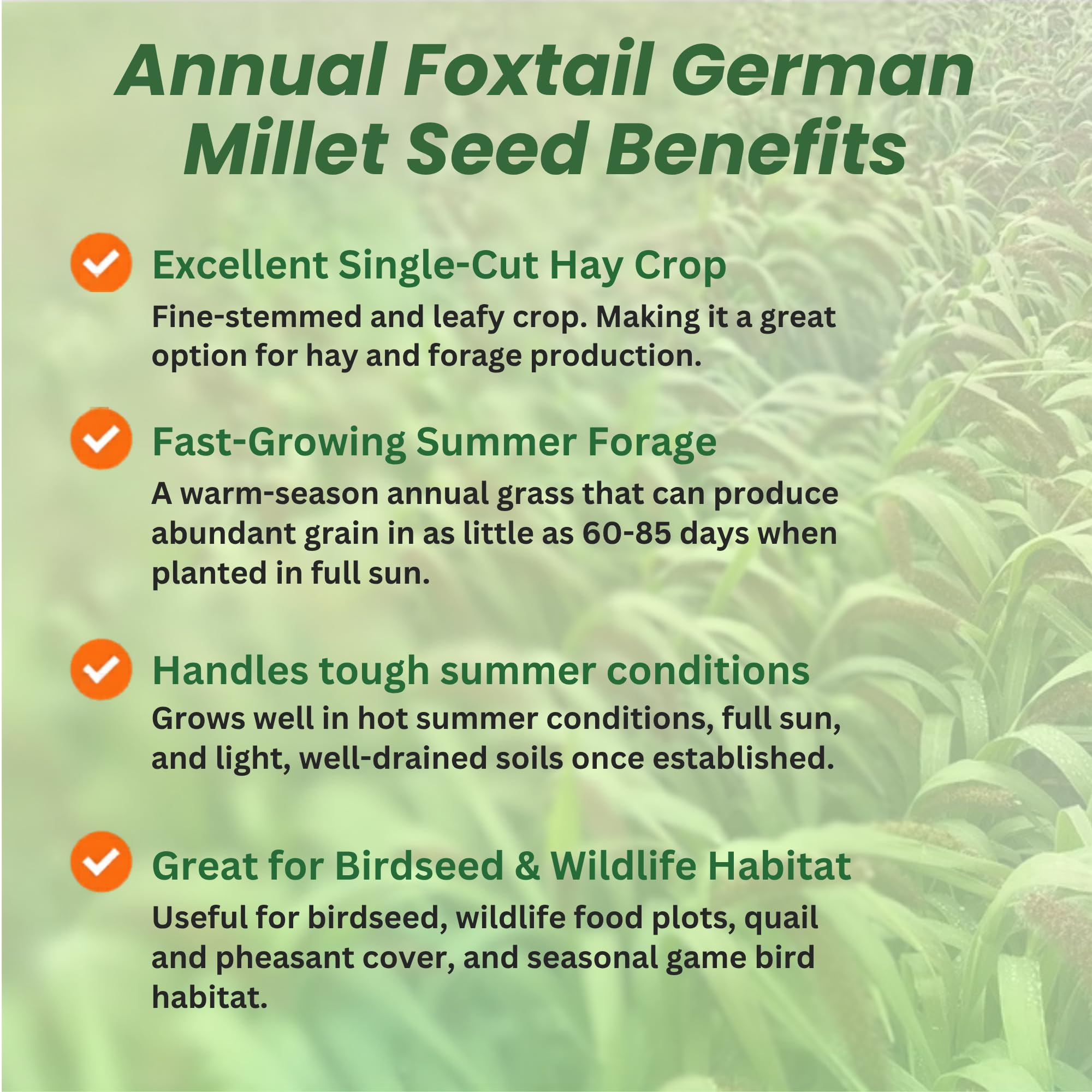 Foxtail Millet Grain Planted From Seeds