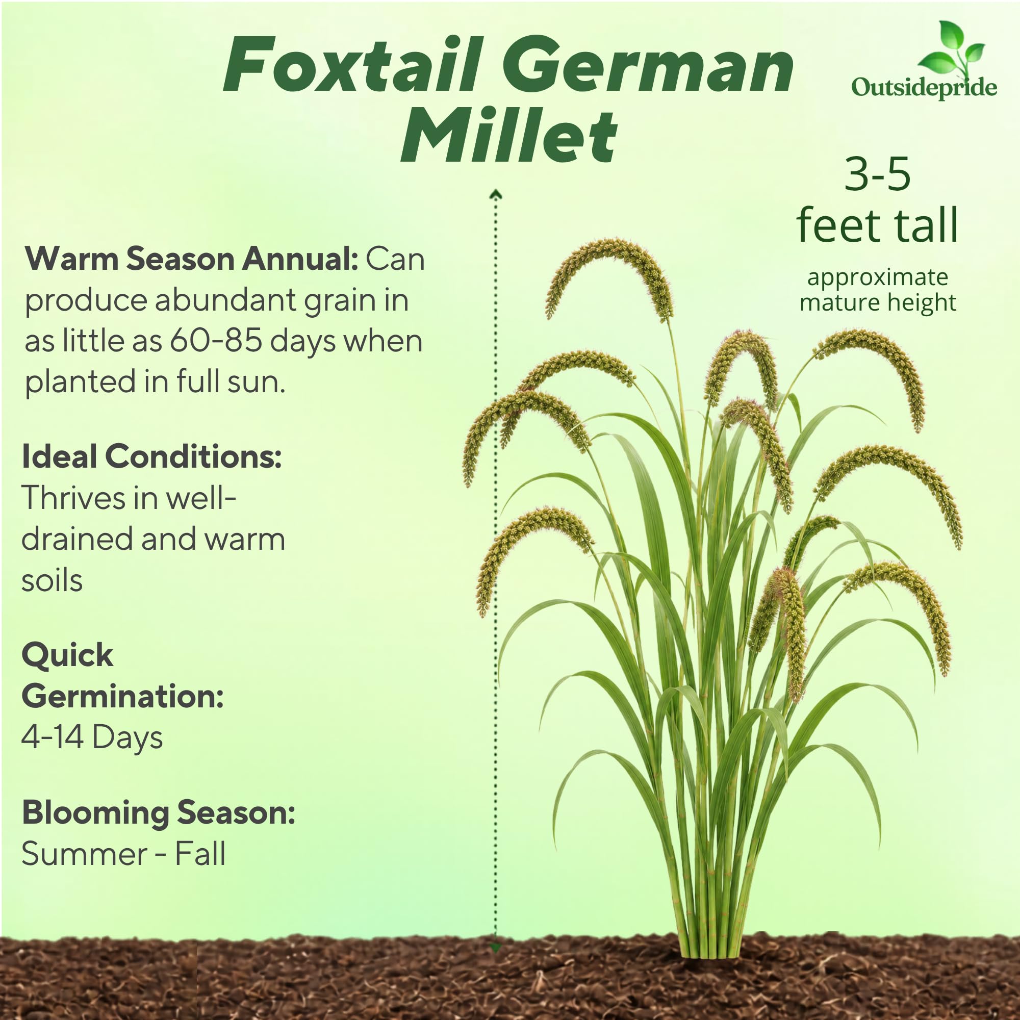 German Millet Grain