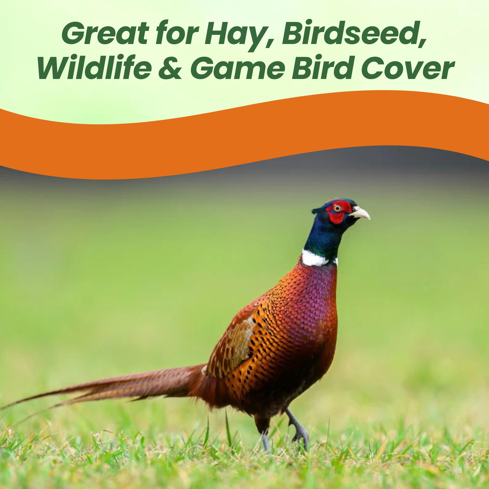 German Foxtail Millet For Quail