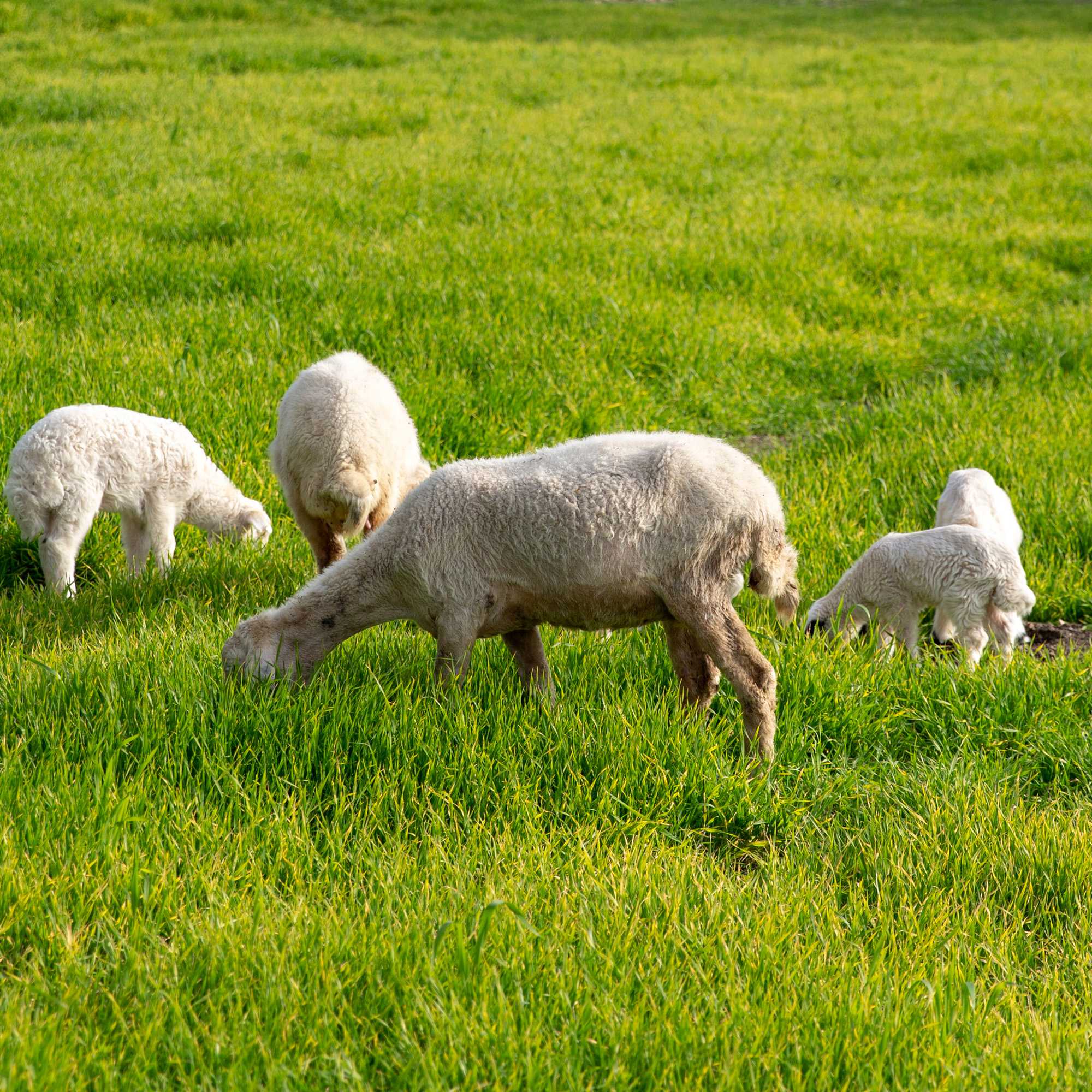 Sheep Pasture Seed