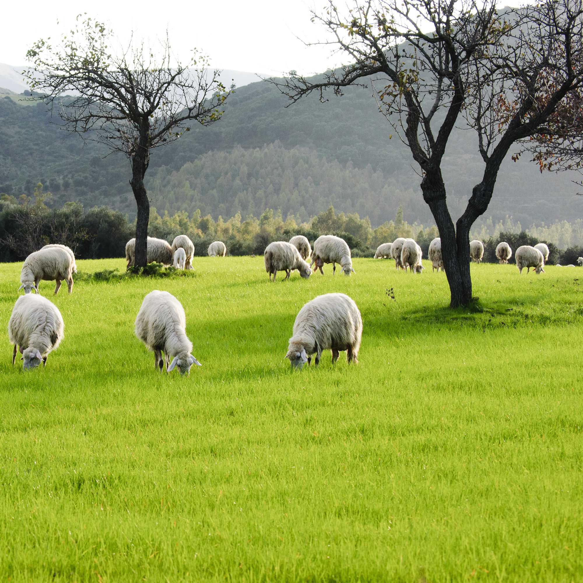 Sheep Pasture Grass