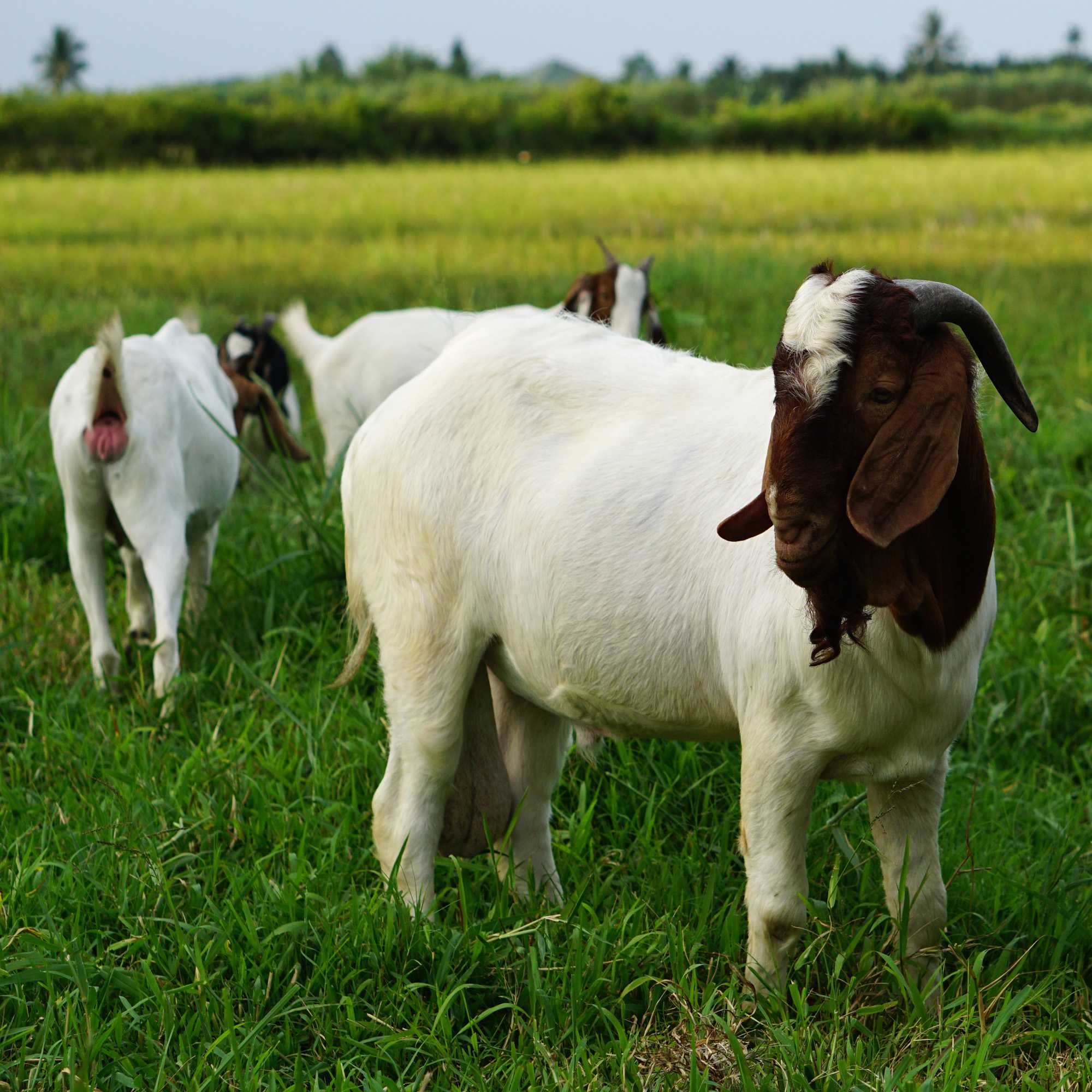 Goat Pasture Seed