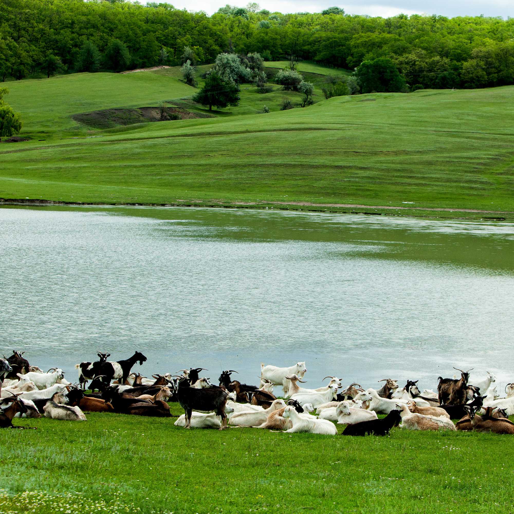 Goat Pasture Grass