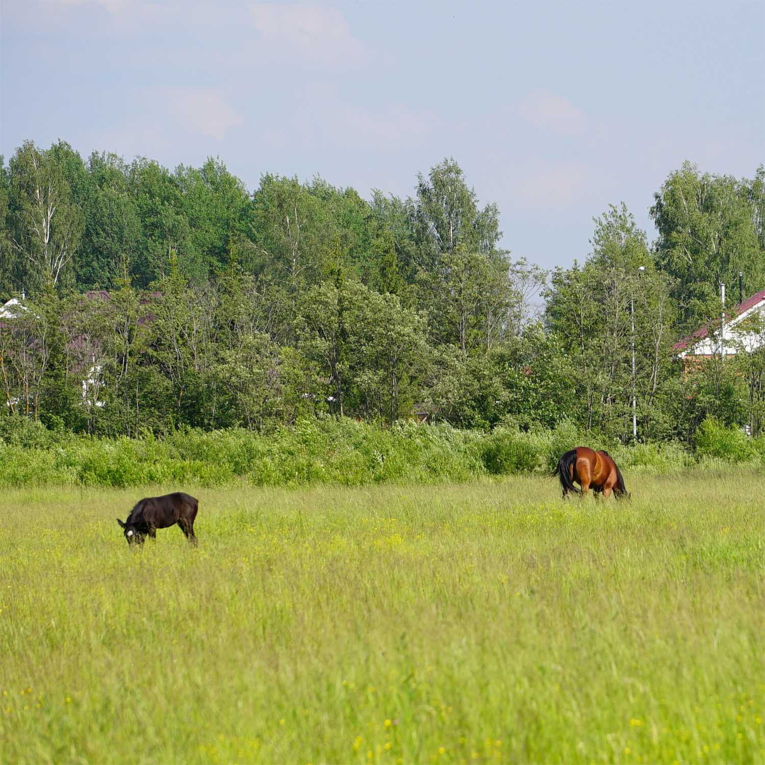 Horse Pasture Mix