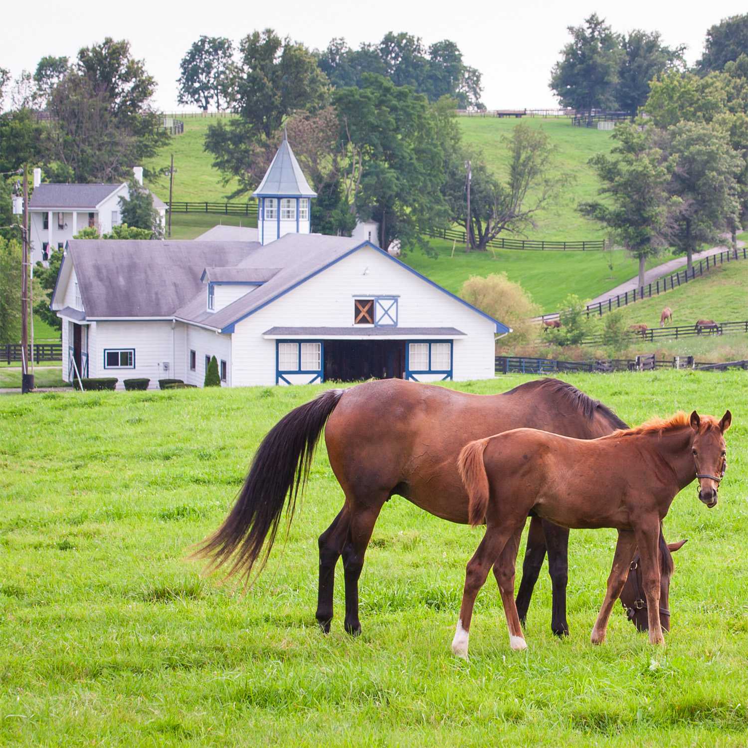 Horse Pasture Seed Mix