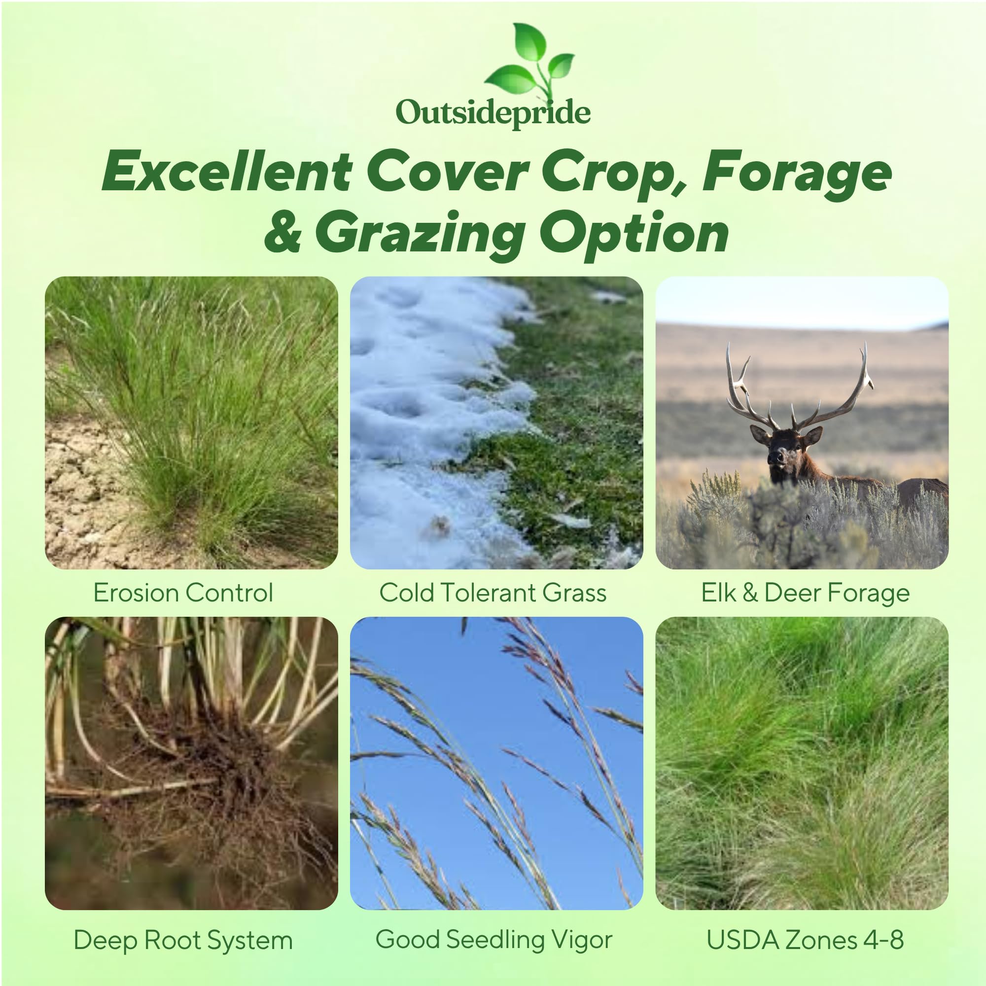 Idaho Fescue