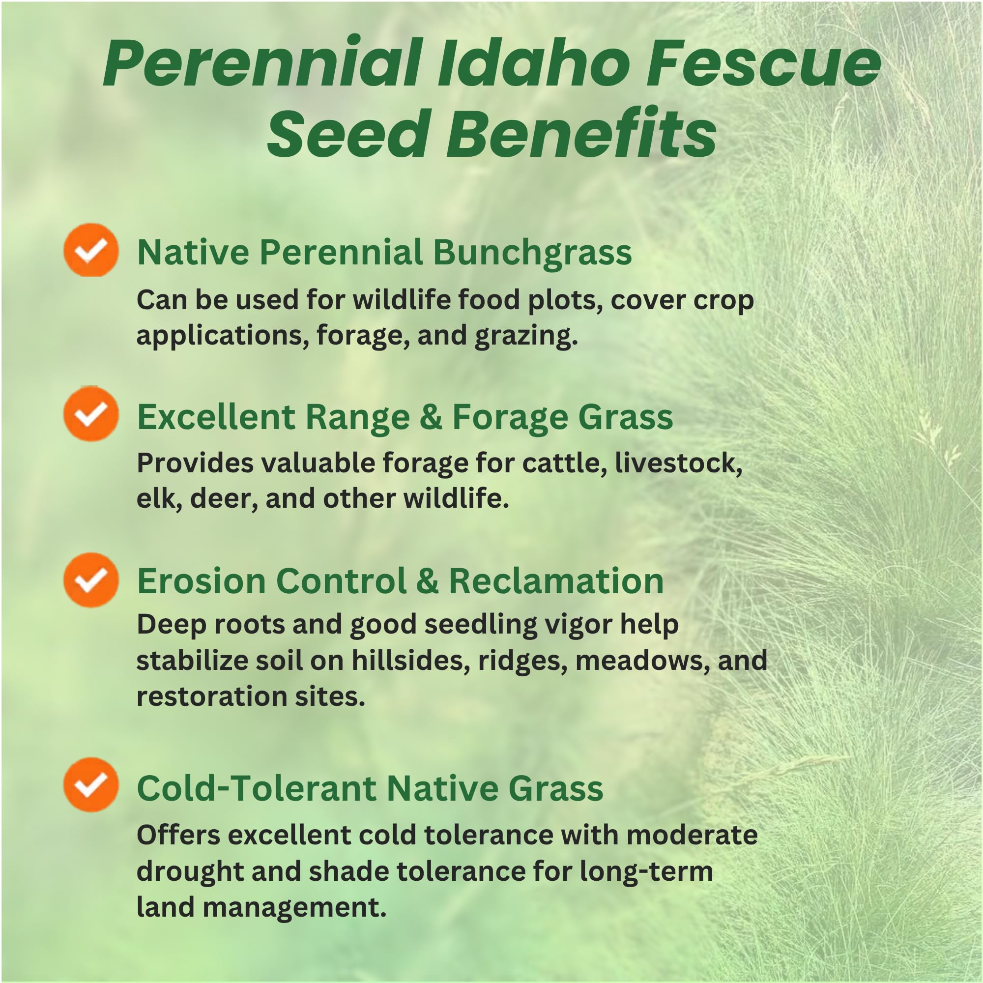 Idaho Fescue Grass