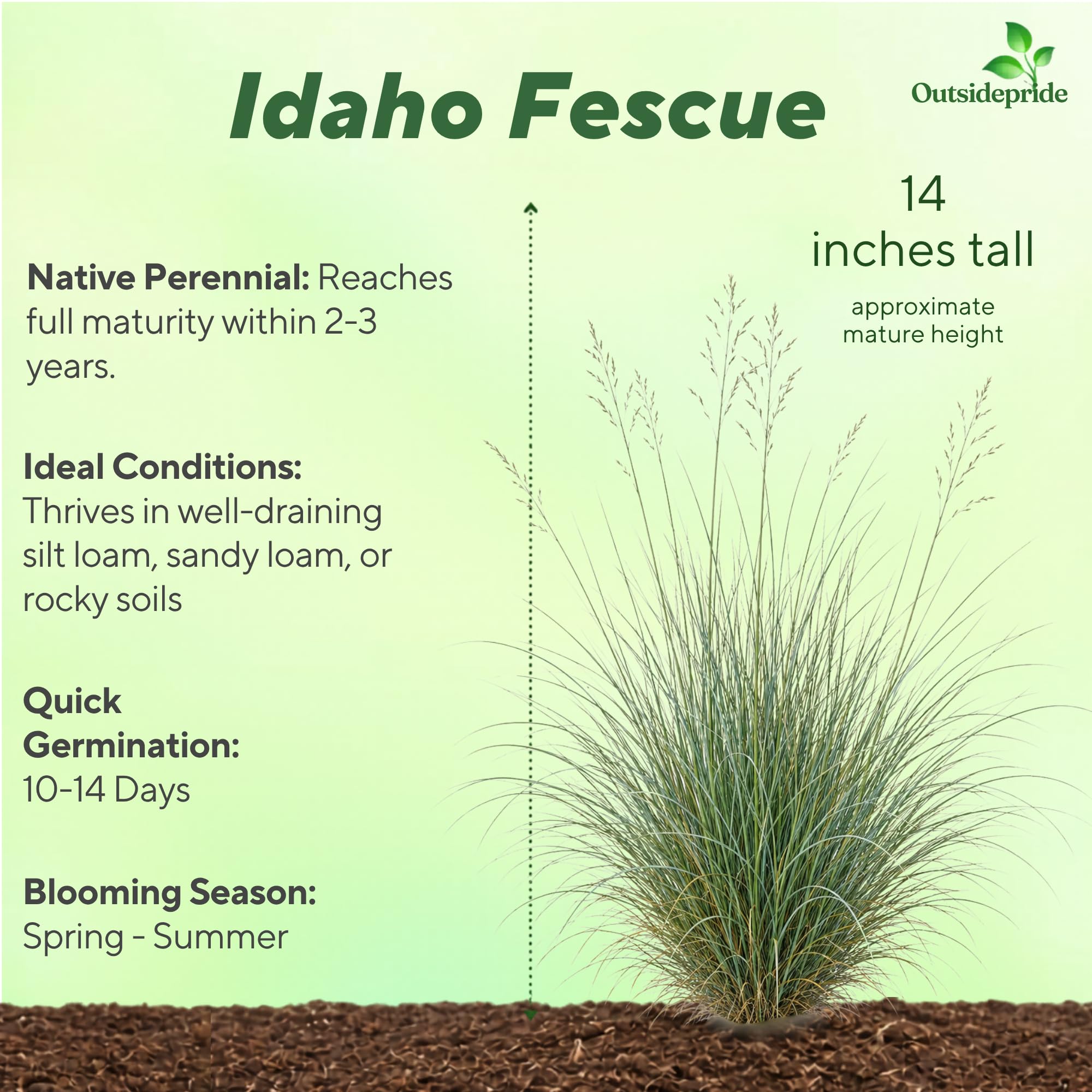 Idaho Fescue Grass From Seed