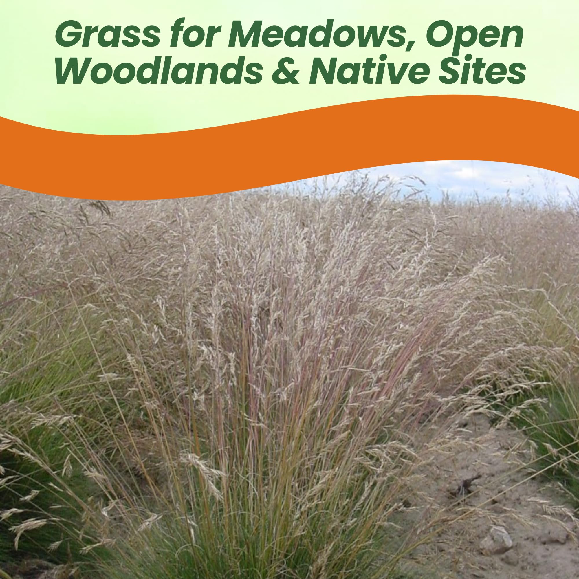 Idaho Fescue Drought Tolerant