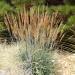 Indian Native Grass