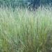 Indian Prairie Grass