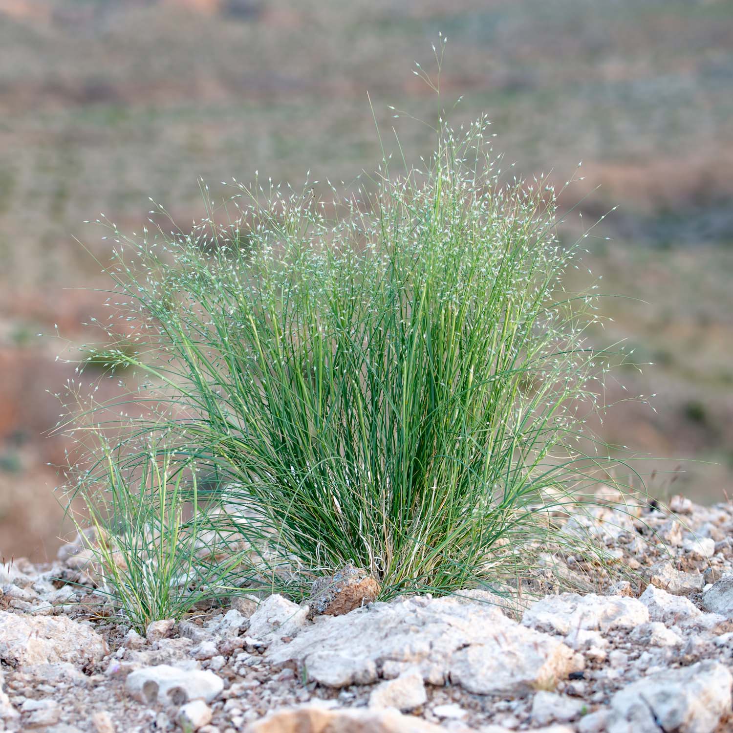 Indian Rice Grass Bunchgrass From Seed