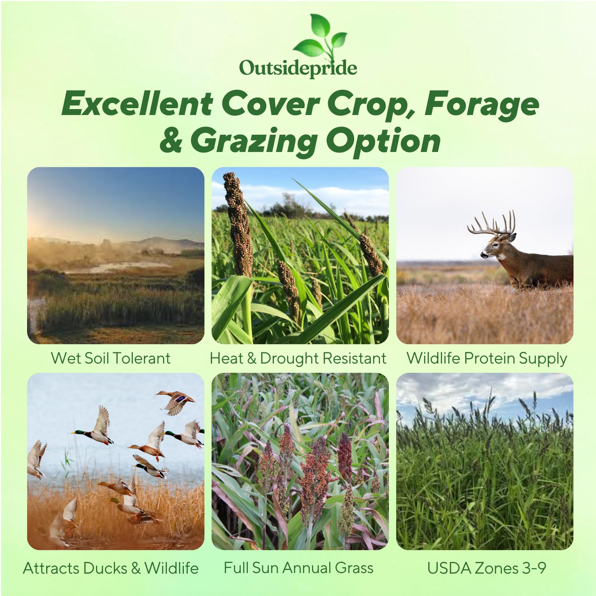 Japanese Millet