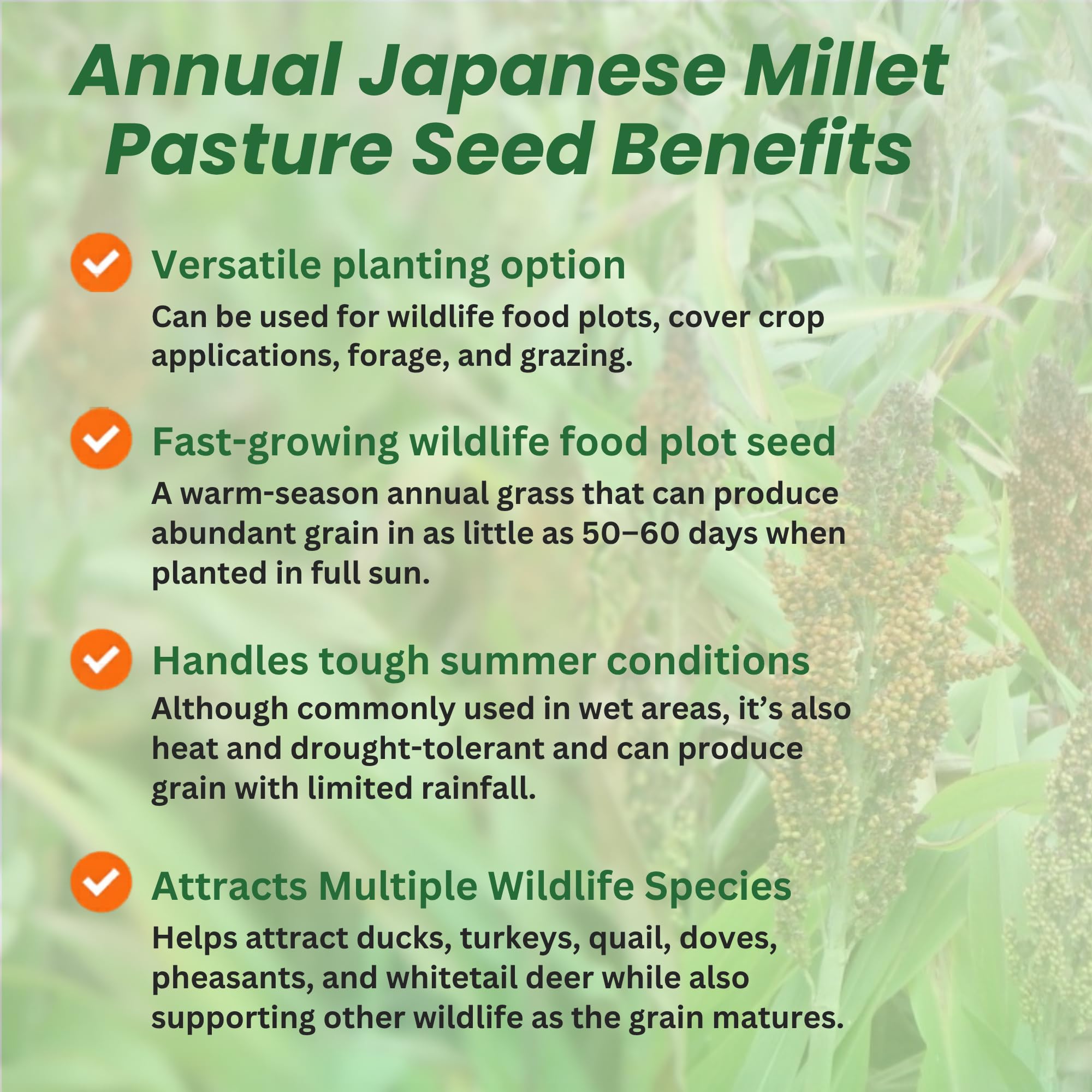 Japanese Millet Grain