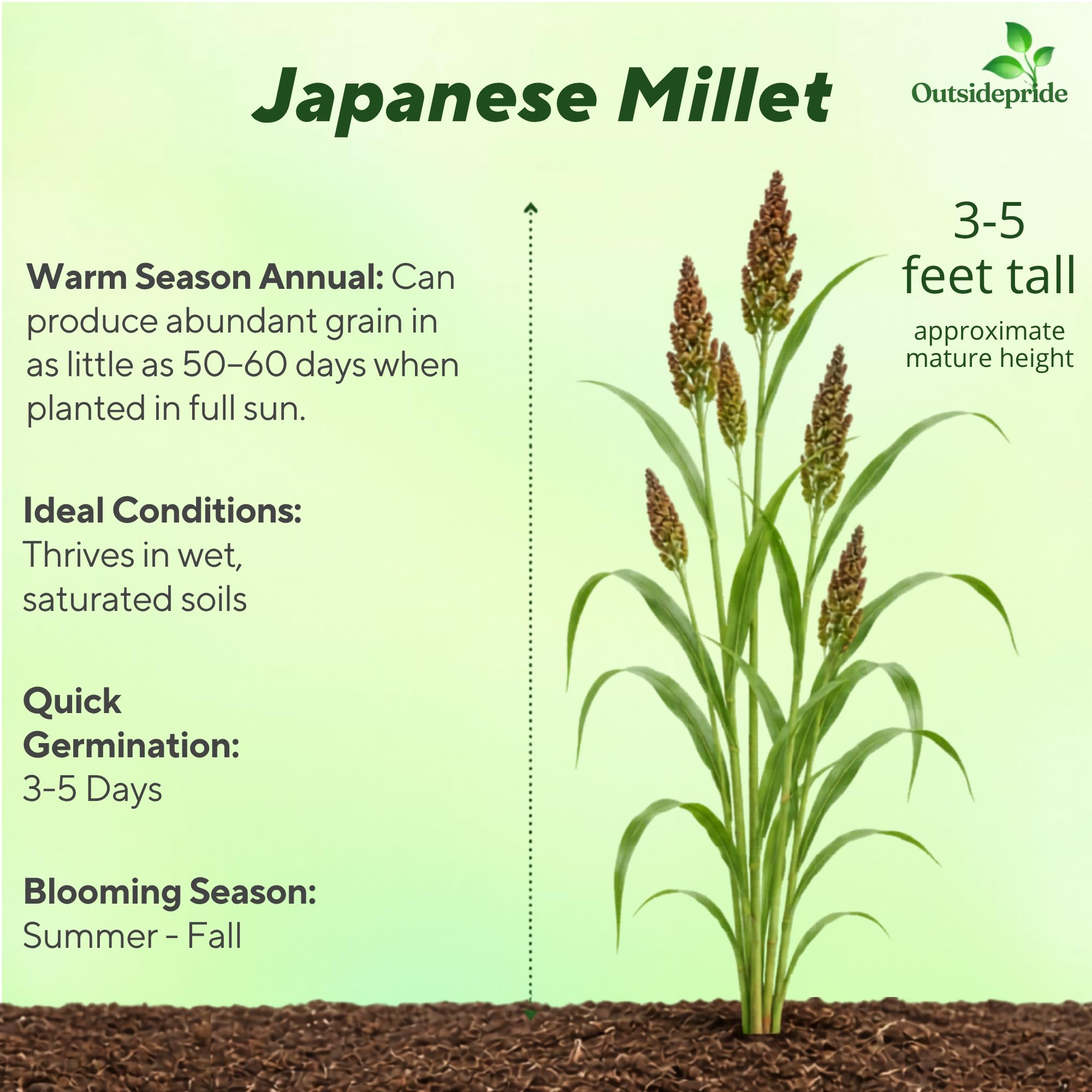 Japanese Millet For Birds