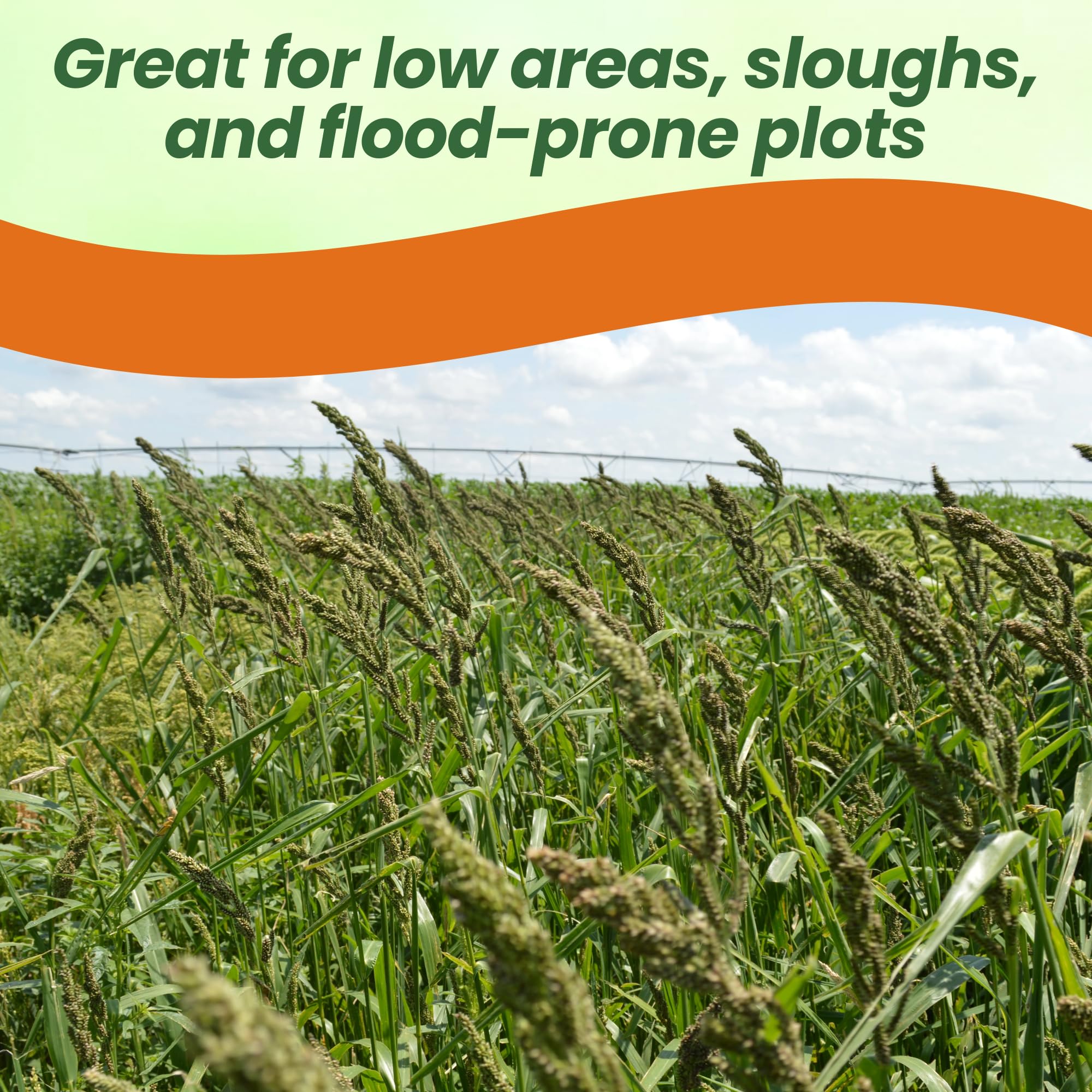 Japanese Millet Forage Grain