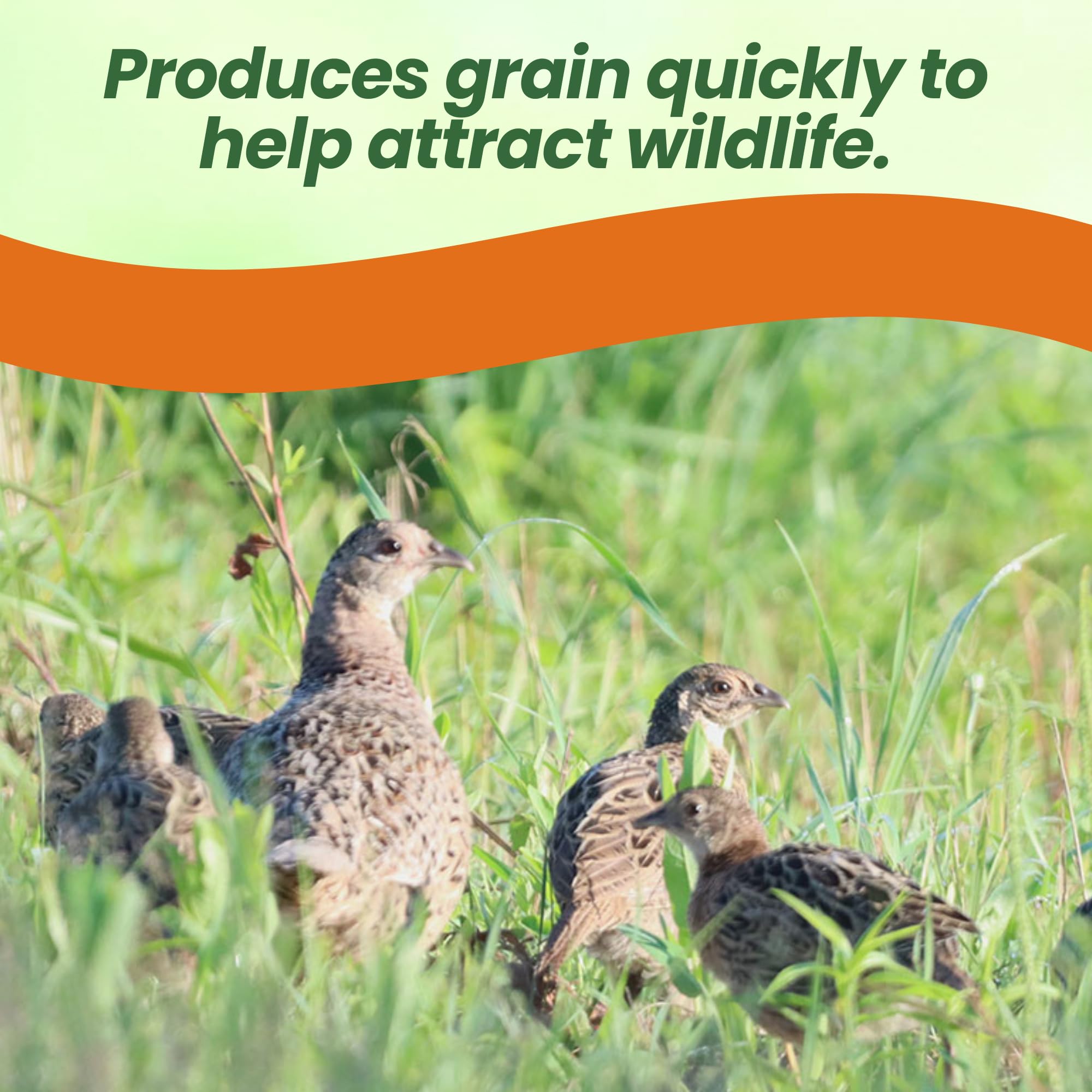 Japanese Millet Seed For Planting