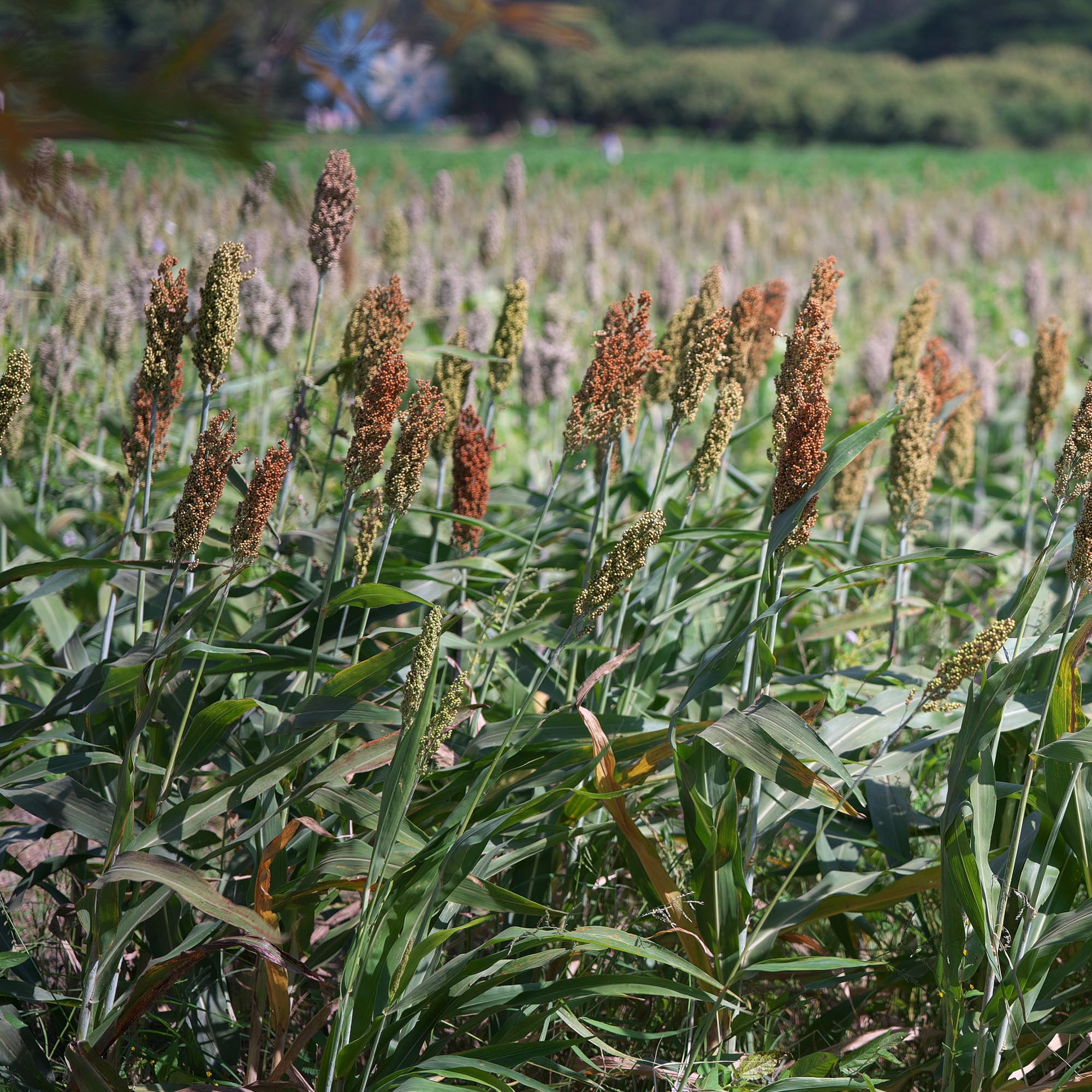 Japanese Millet Field For Grain
