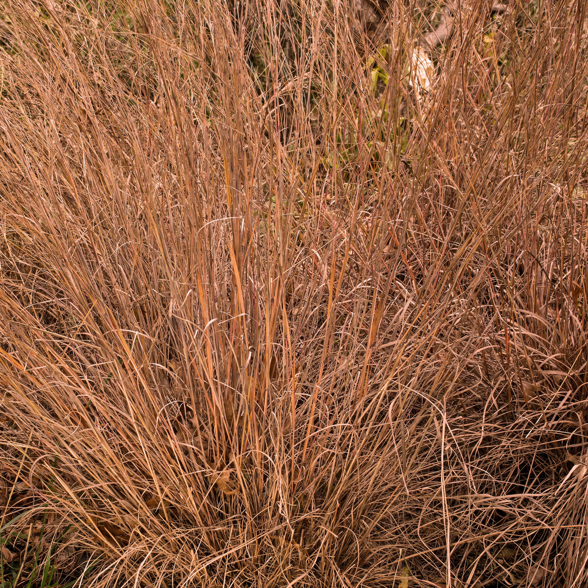 Little Bluestem Native Grass