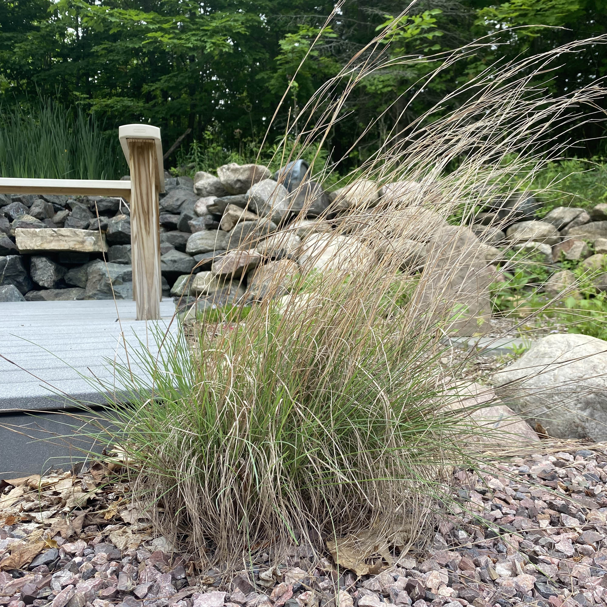 Little Bluestem Native Grass