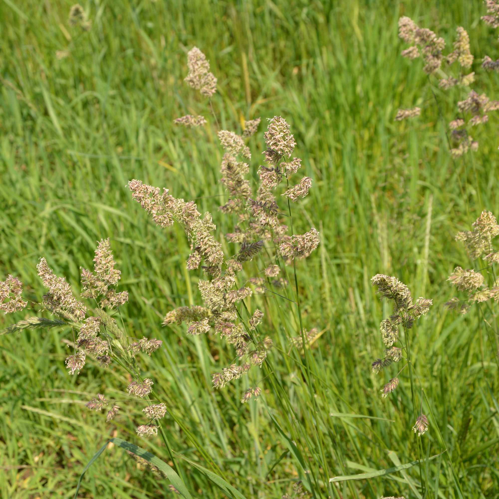 Orchard Forage Grass