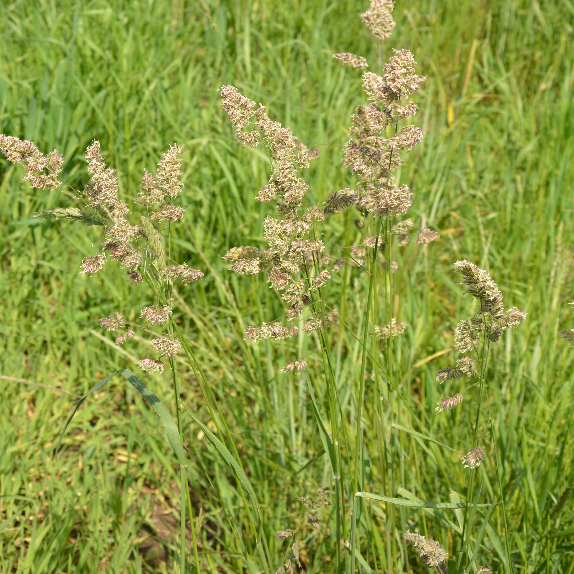 Orchard Grass Pasture