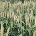 Pearl Millet Field For Grain