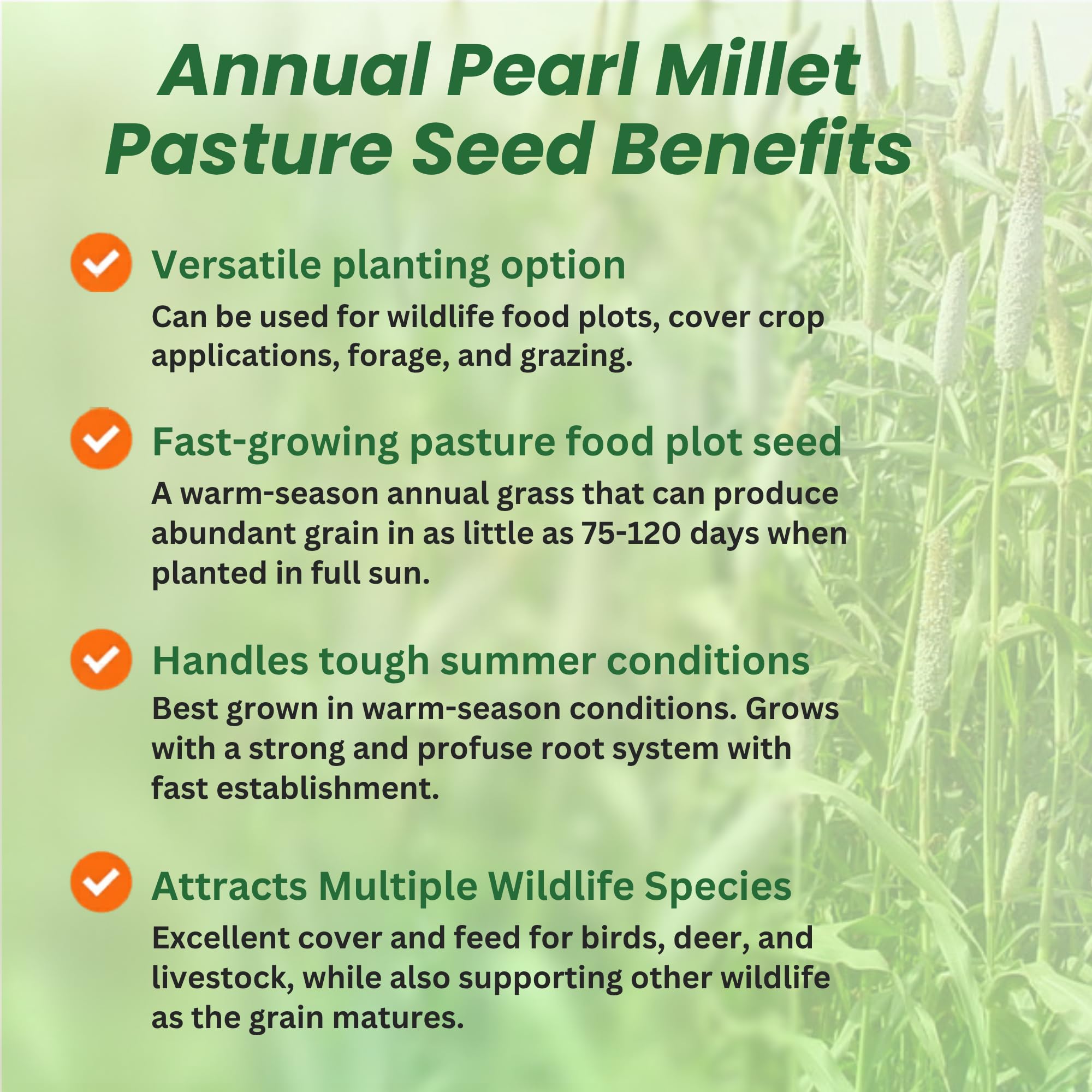 Pearl Millet Grain