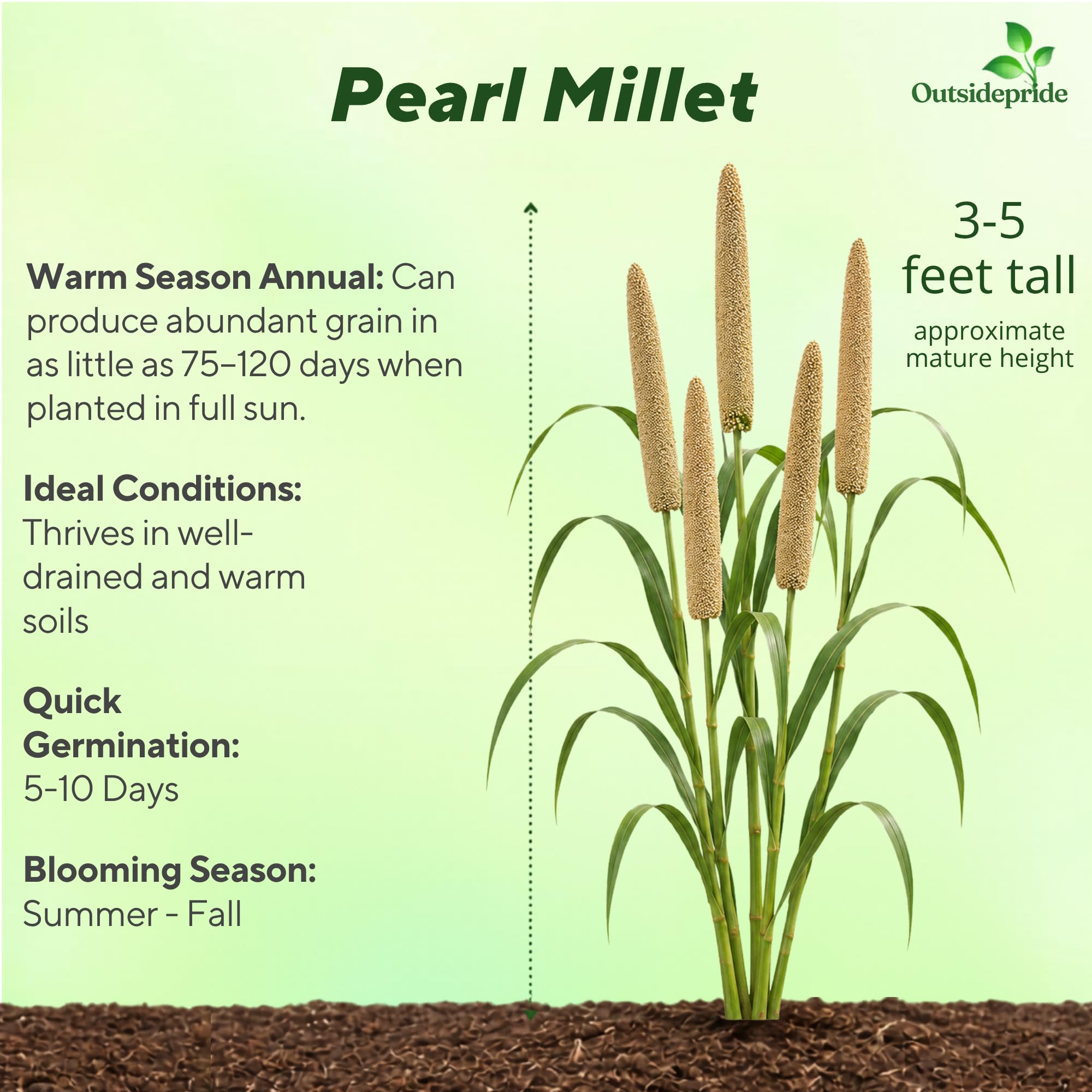 Pearl Millet Field