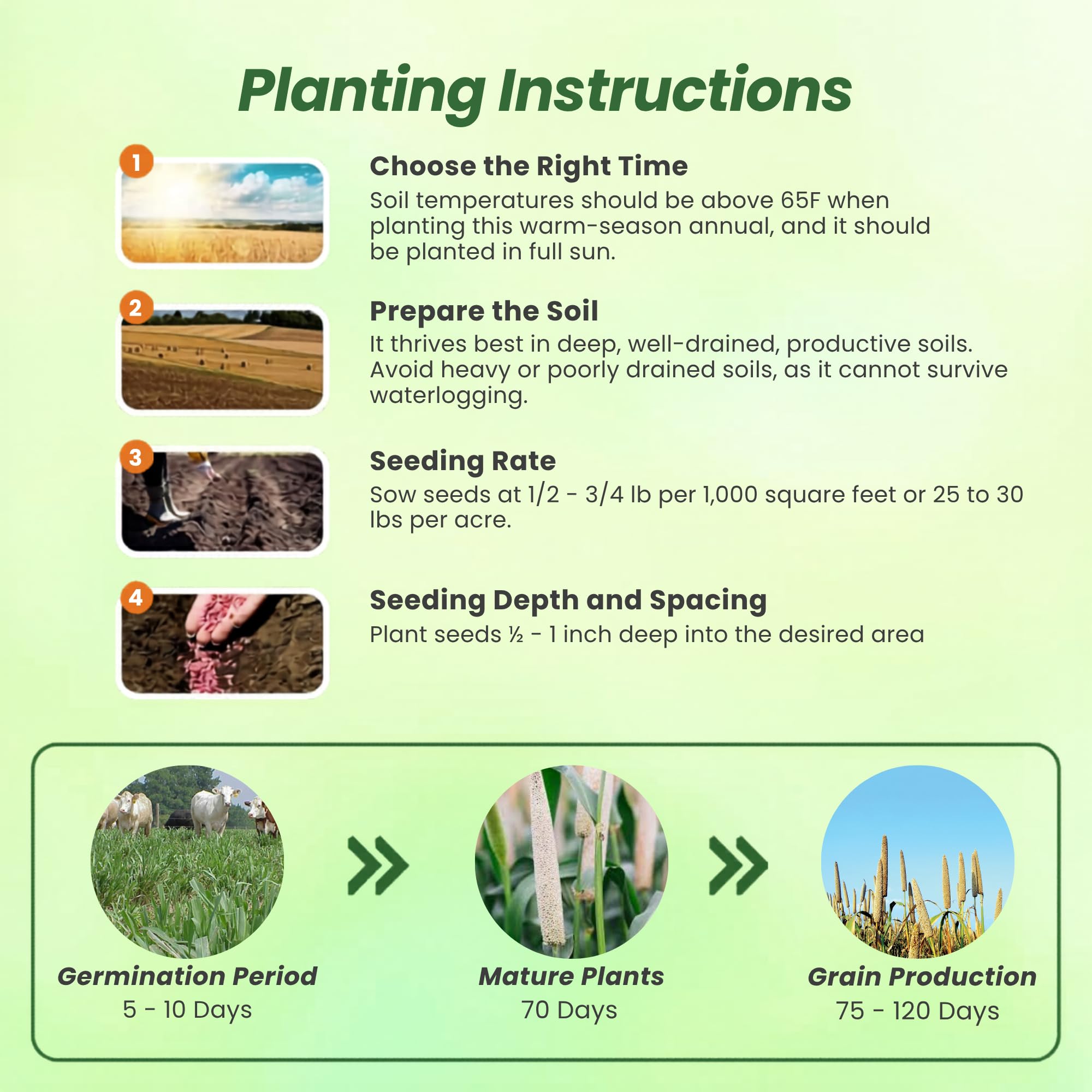 Pearl Millet Field For Birds