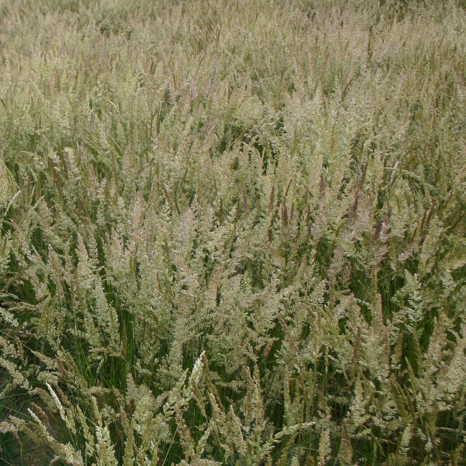 Prairie Junegrass From Seed