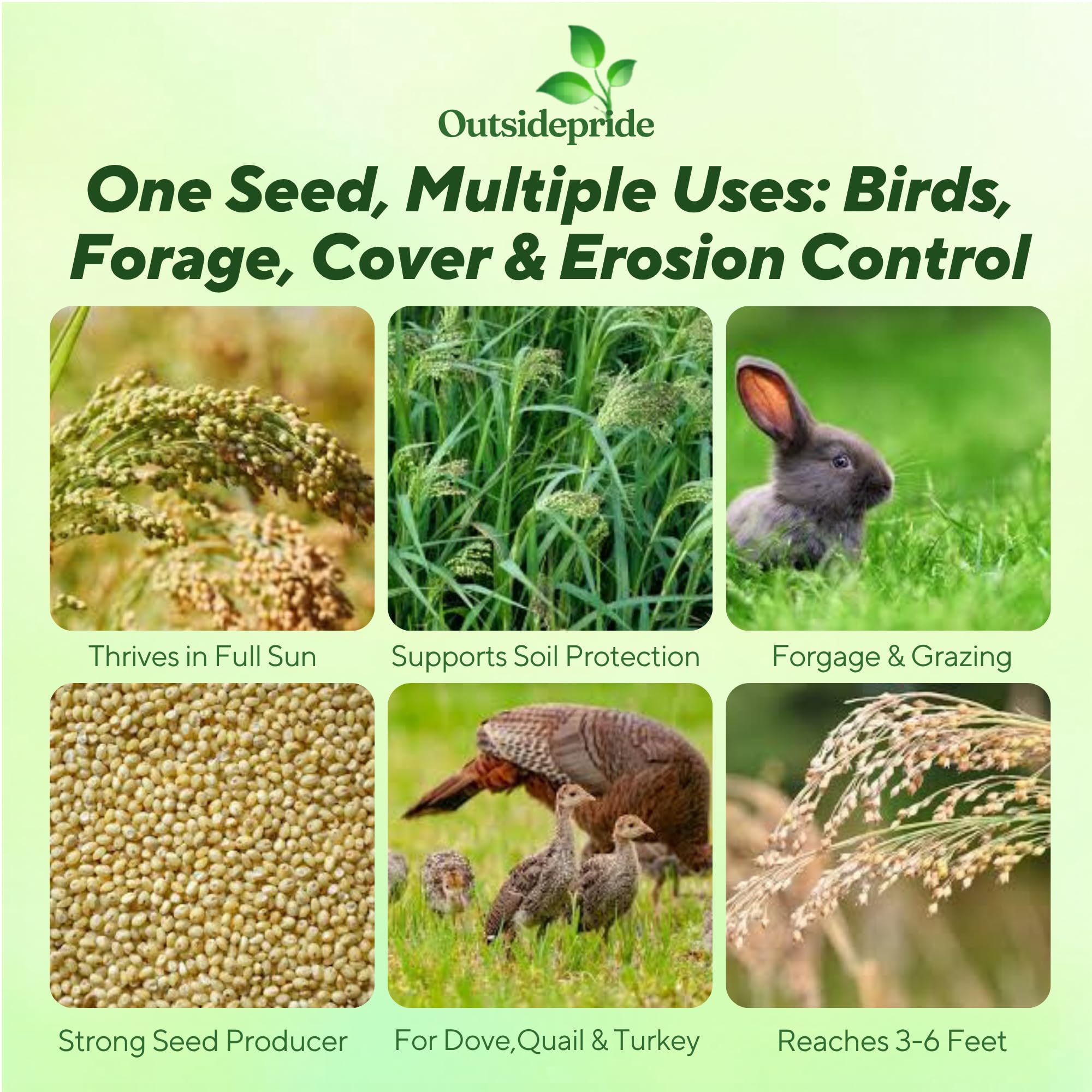 Proso Millet