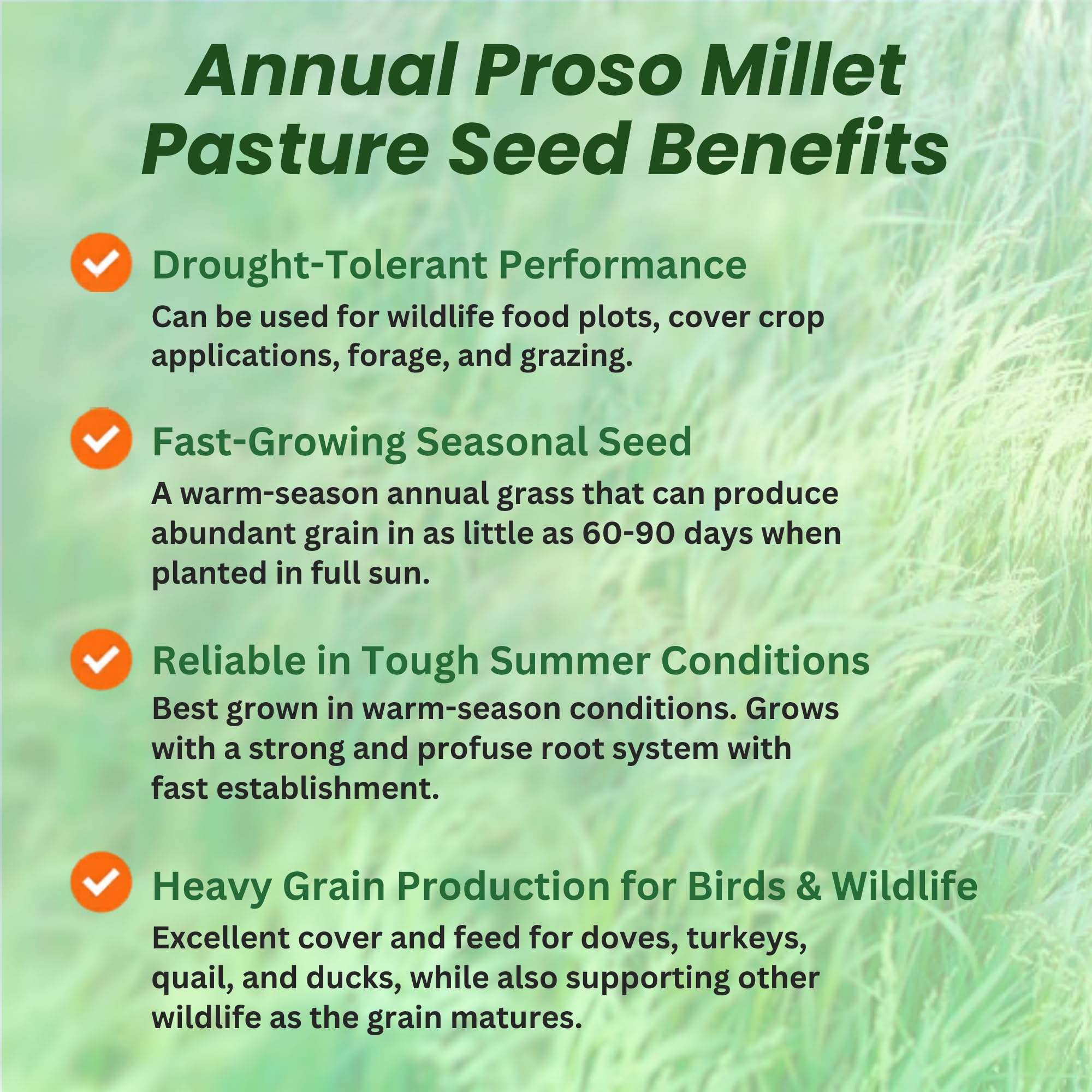 Proso Millet Grain