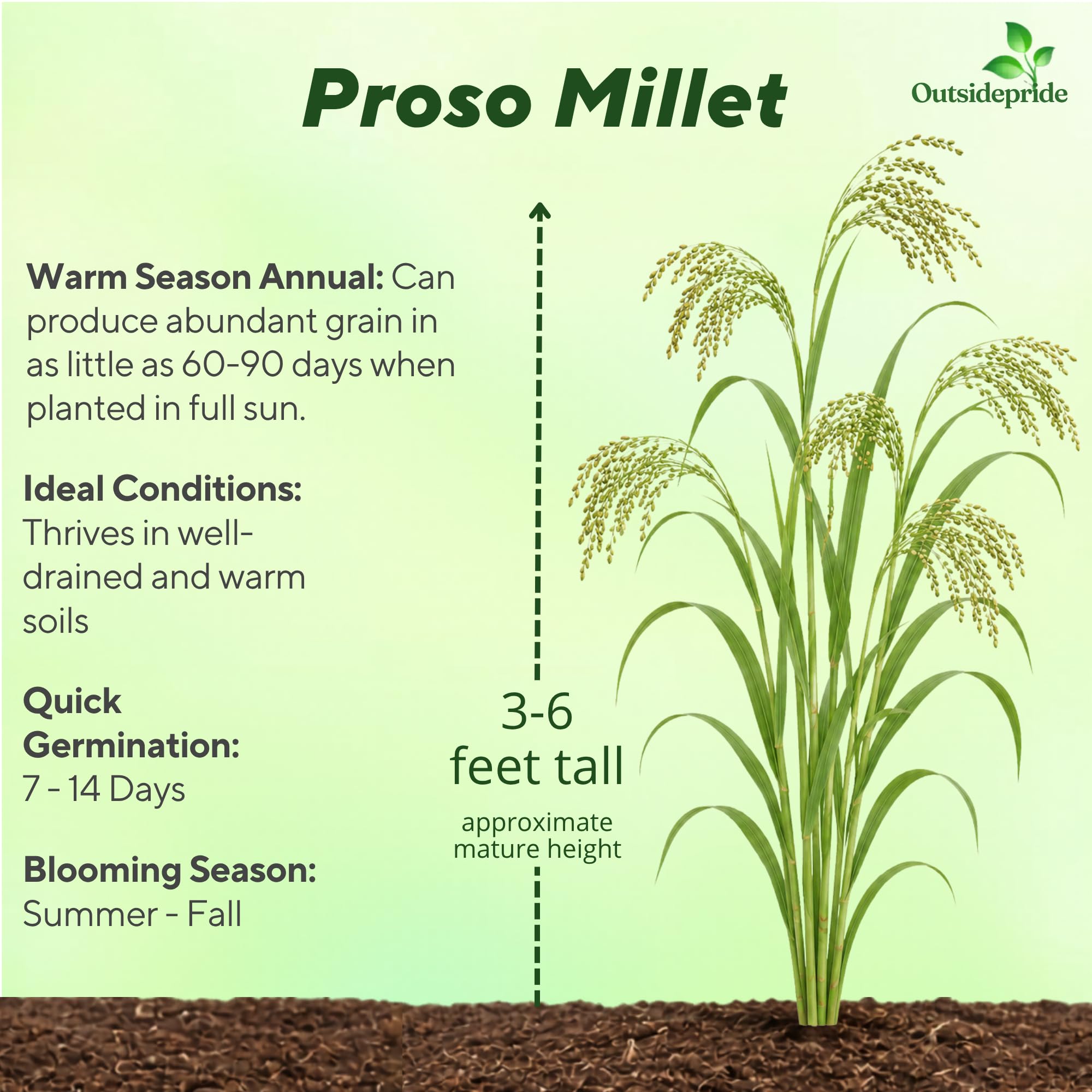 Proso Millet Grain Forage