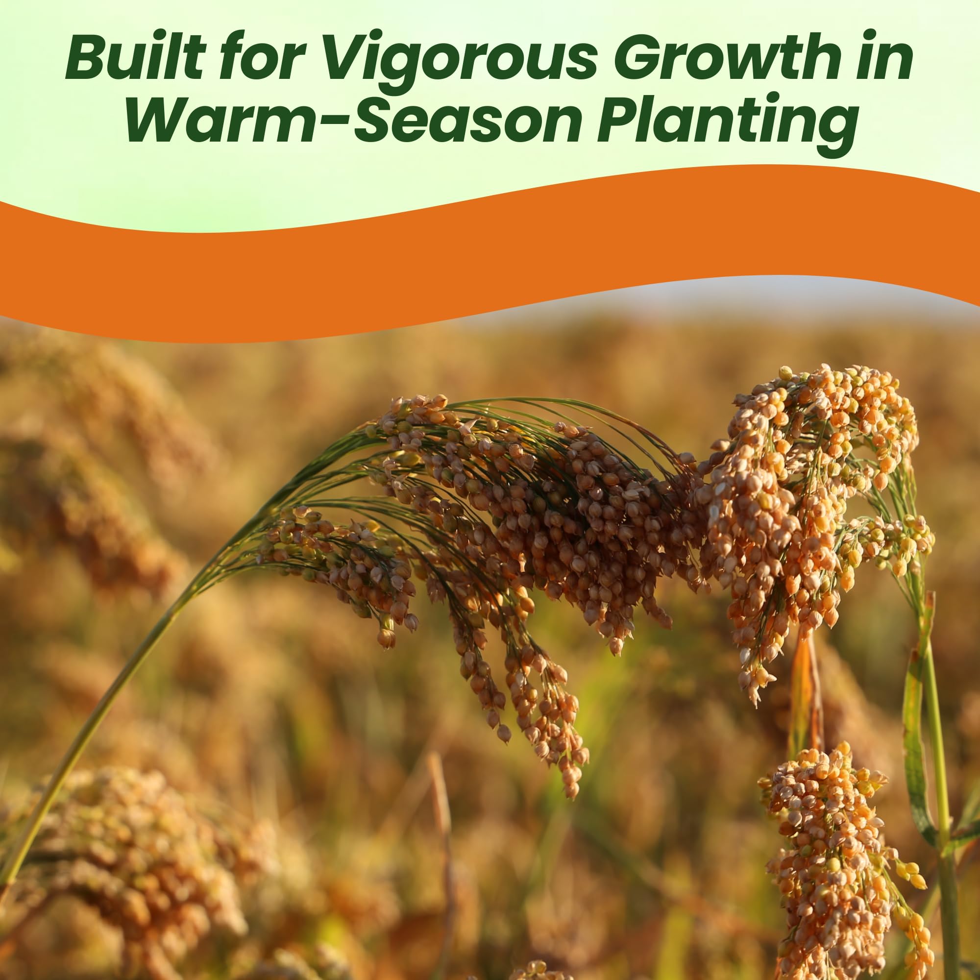 Proso Millet Grain For Planting