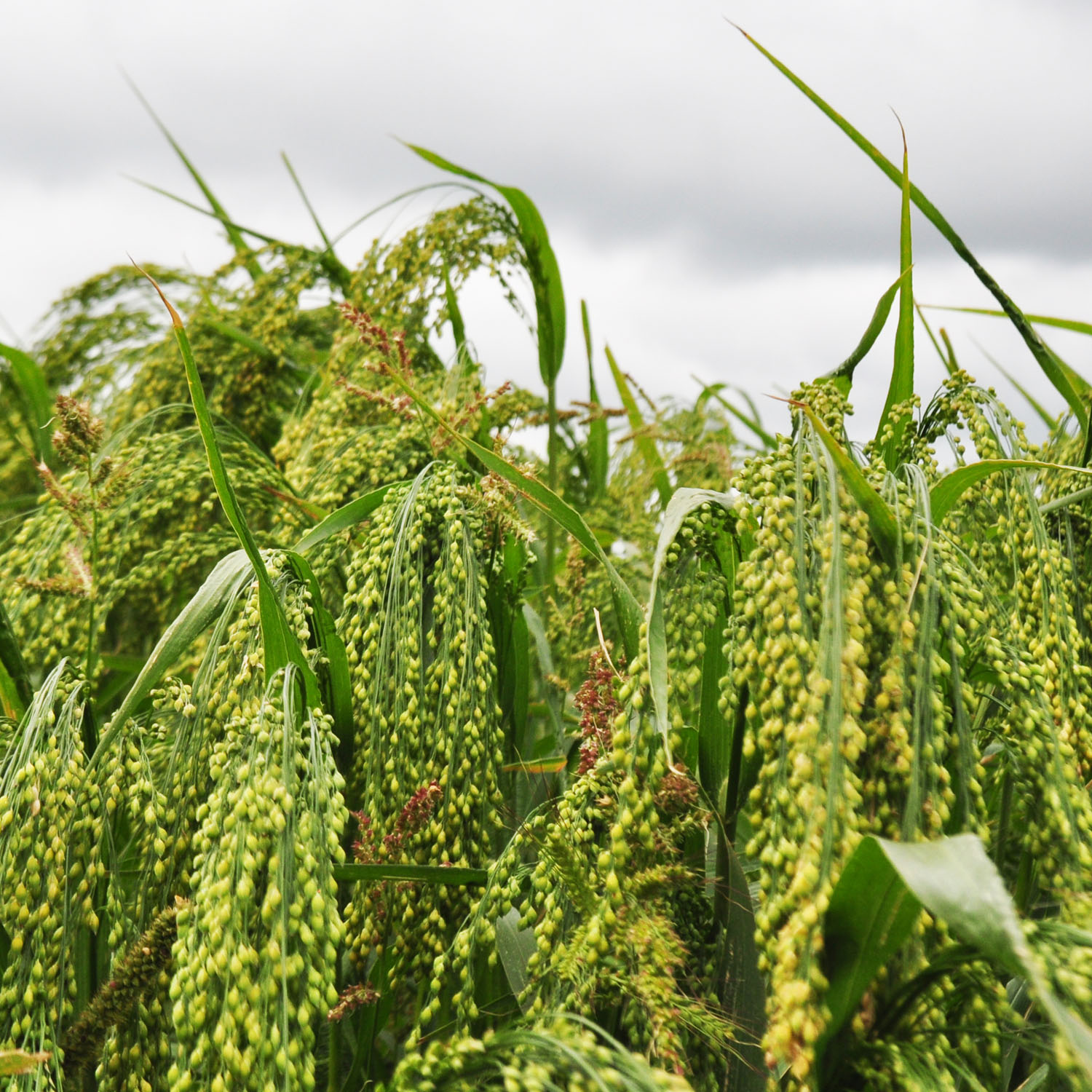 Proso Millet Field From Seeds