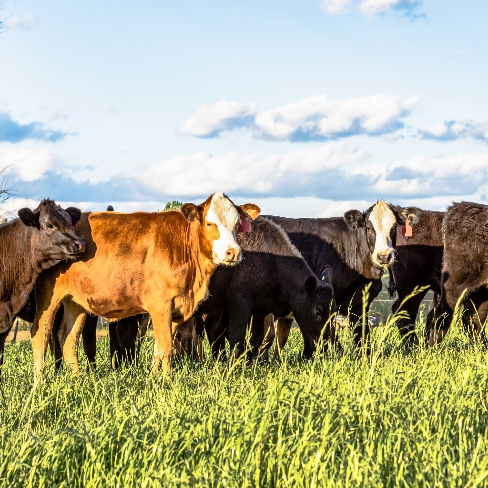 Perennial Ryegrass Pasture Grass