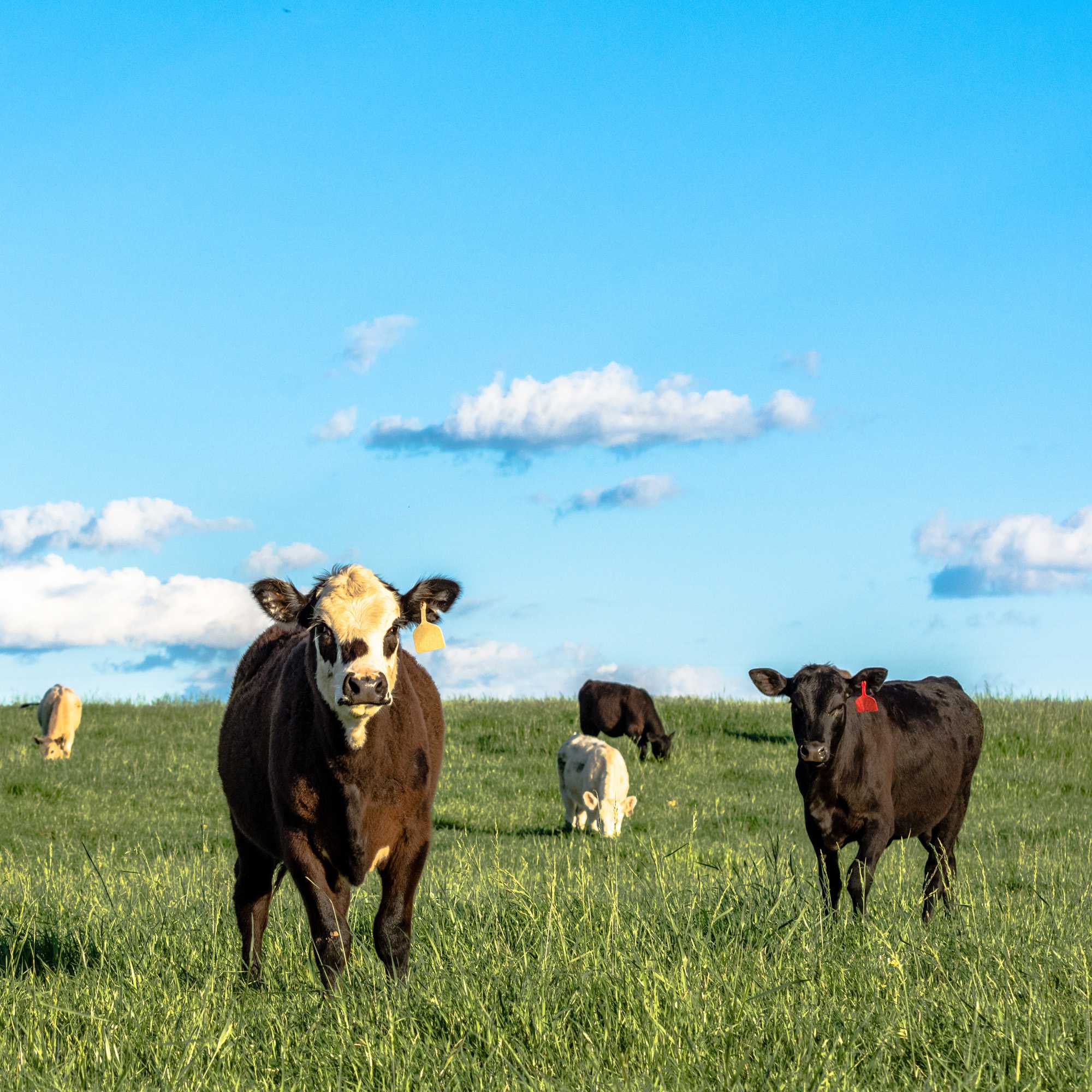 Perennial Ryegrass Forage Grass