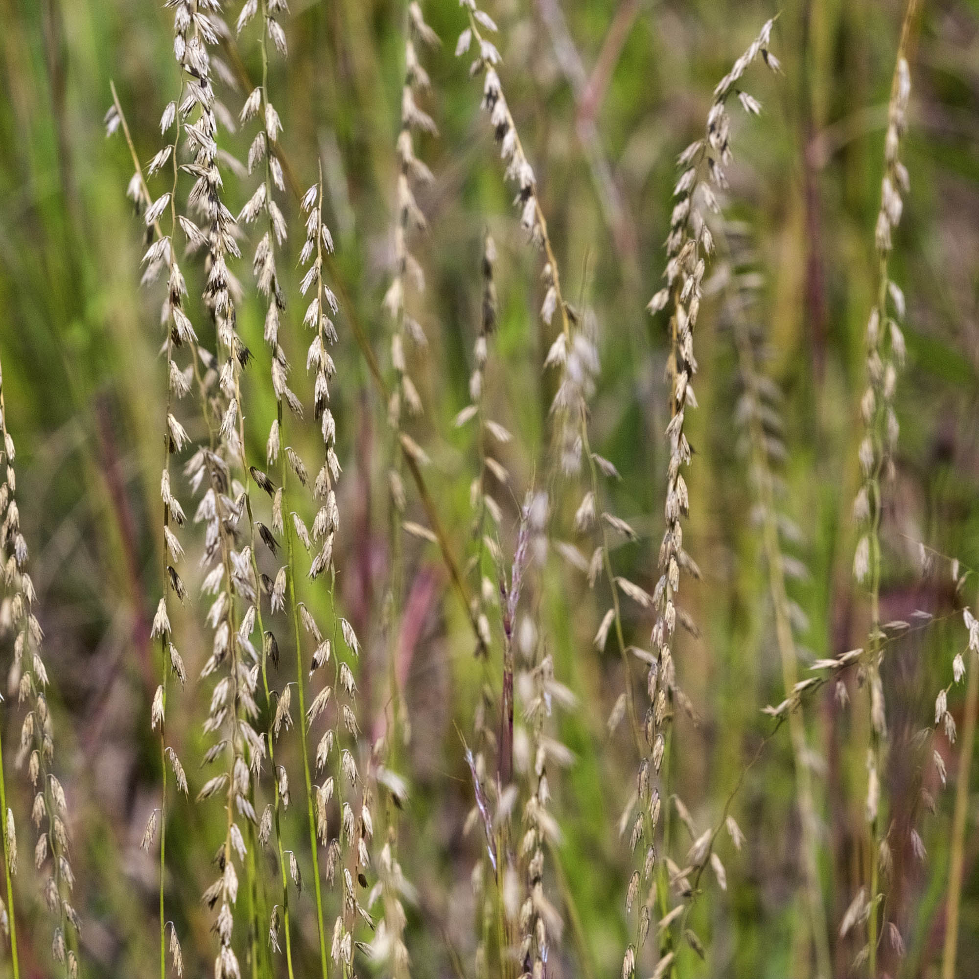 Sideoats Grama