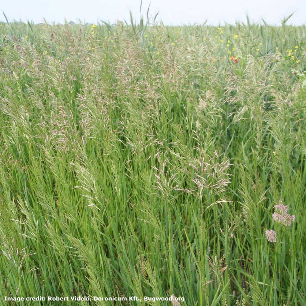 Smooth Brome Forage Grass