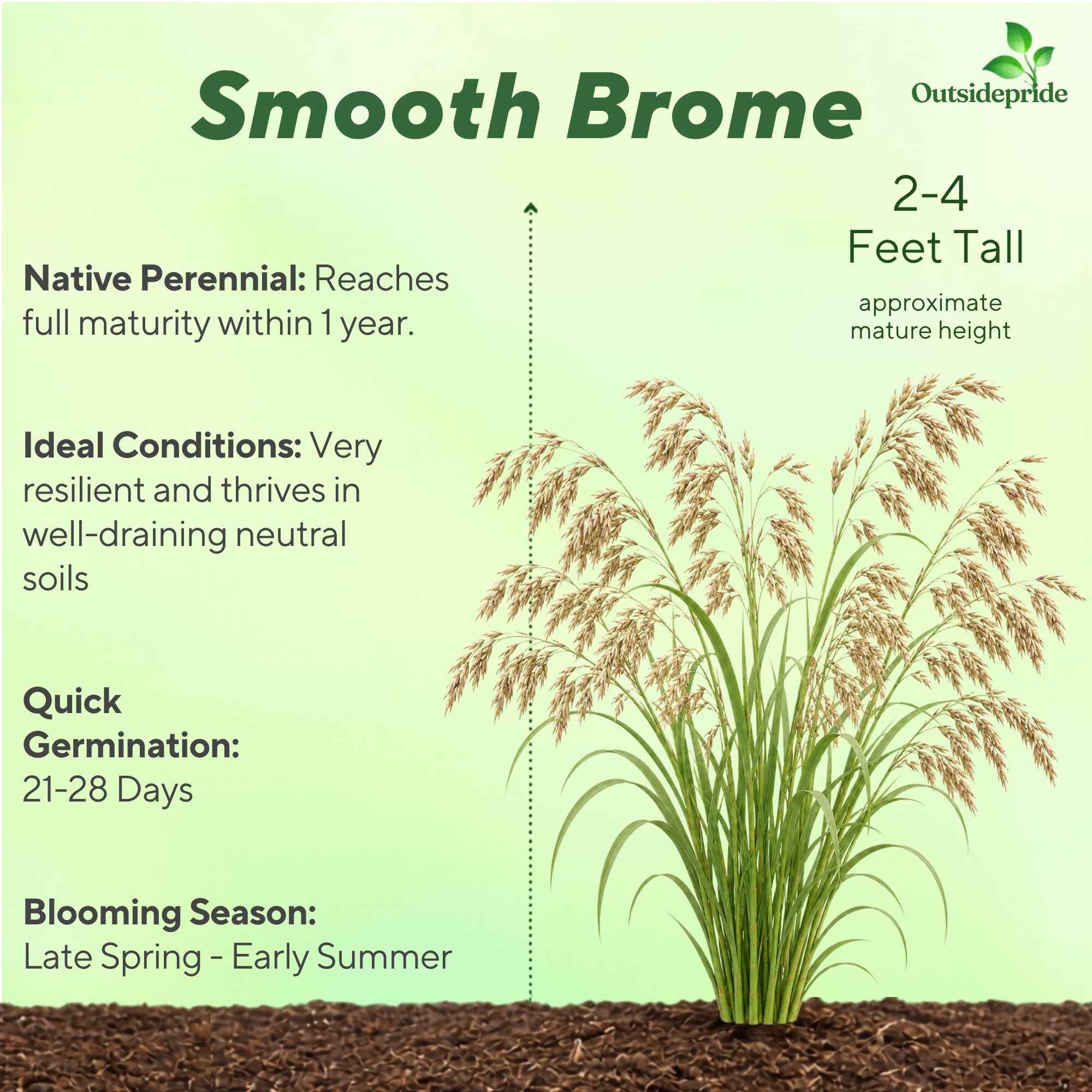 Smooth Brome Forage Grass