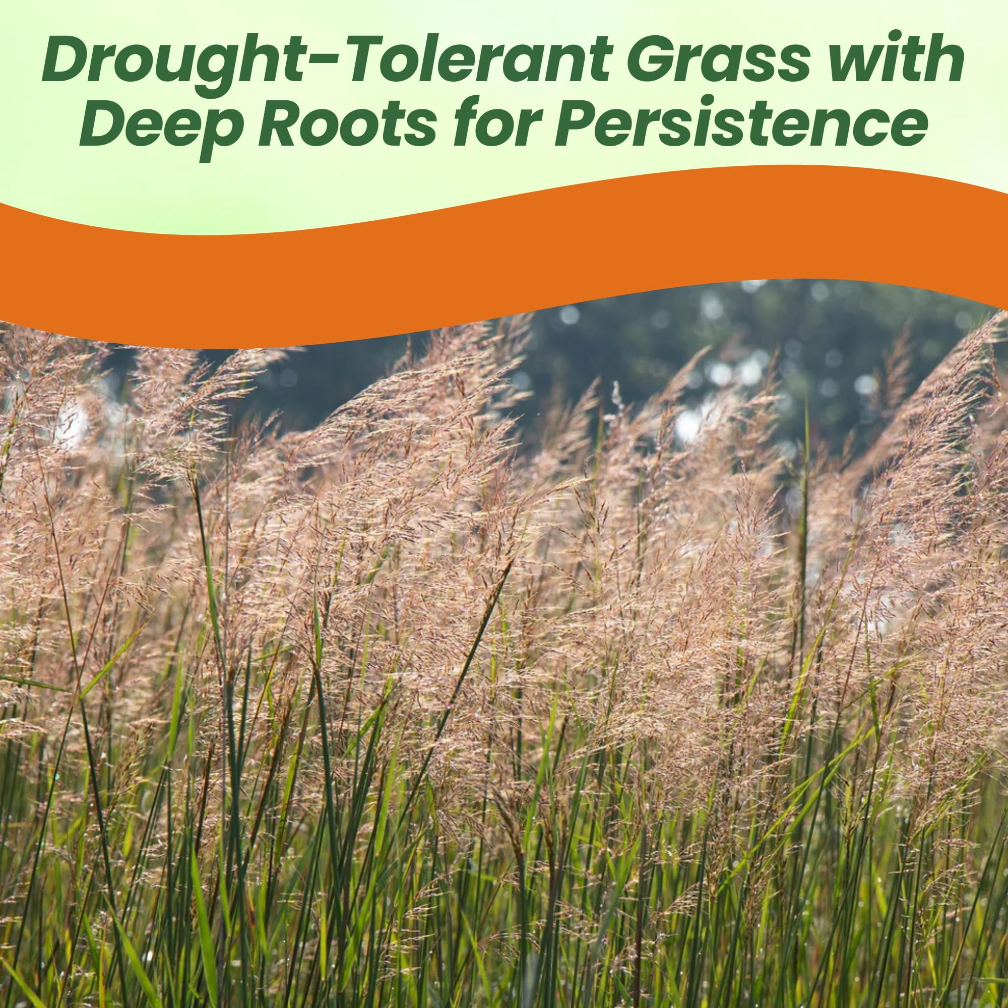 Smooth Brome Seeds For Sale