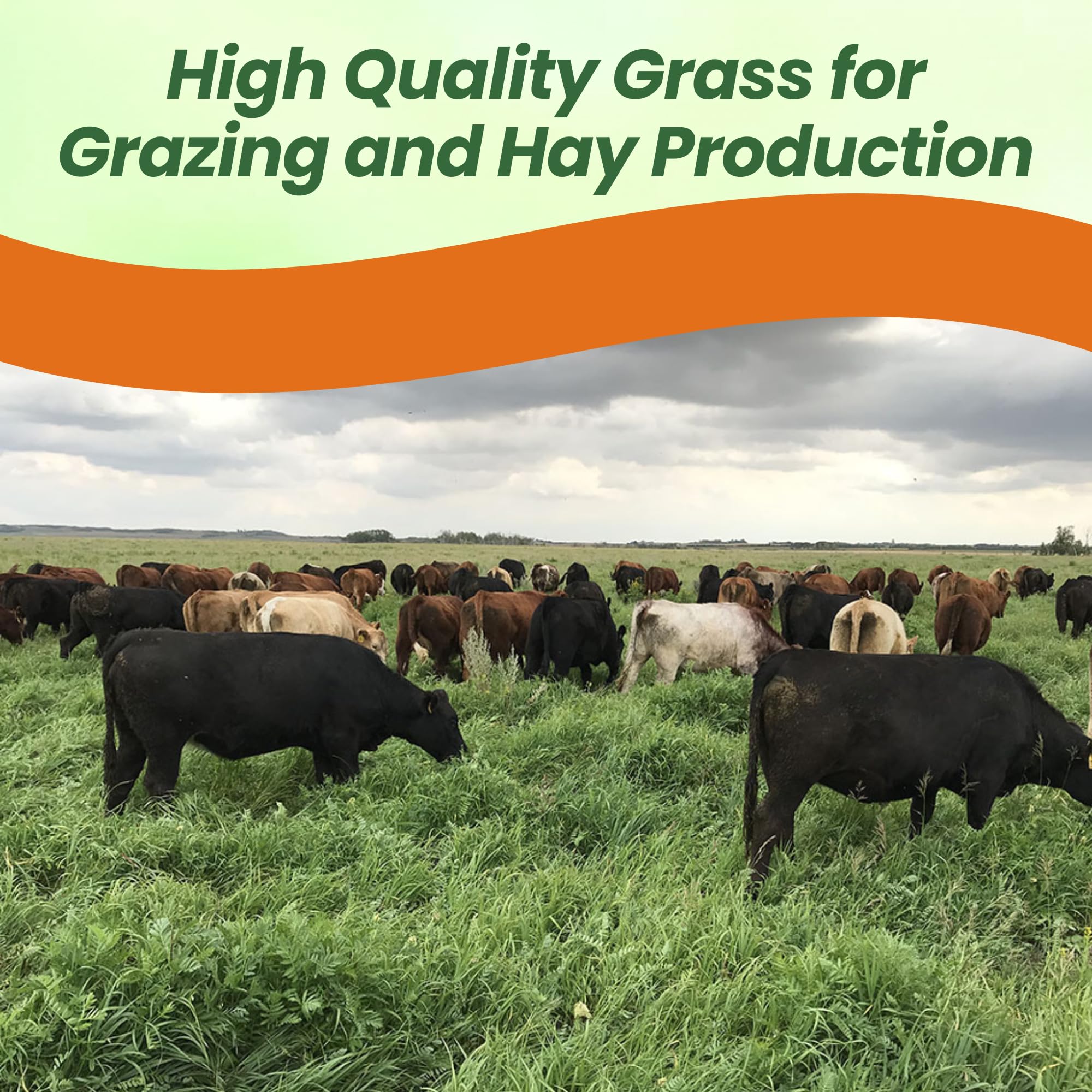 Smooth Brome Pasture Grass Seed