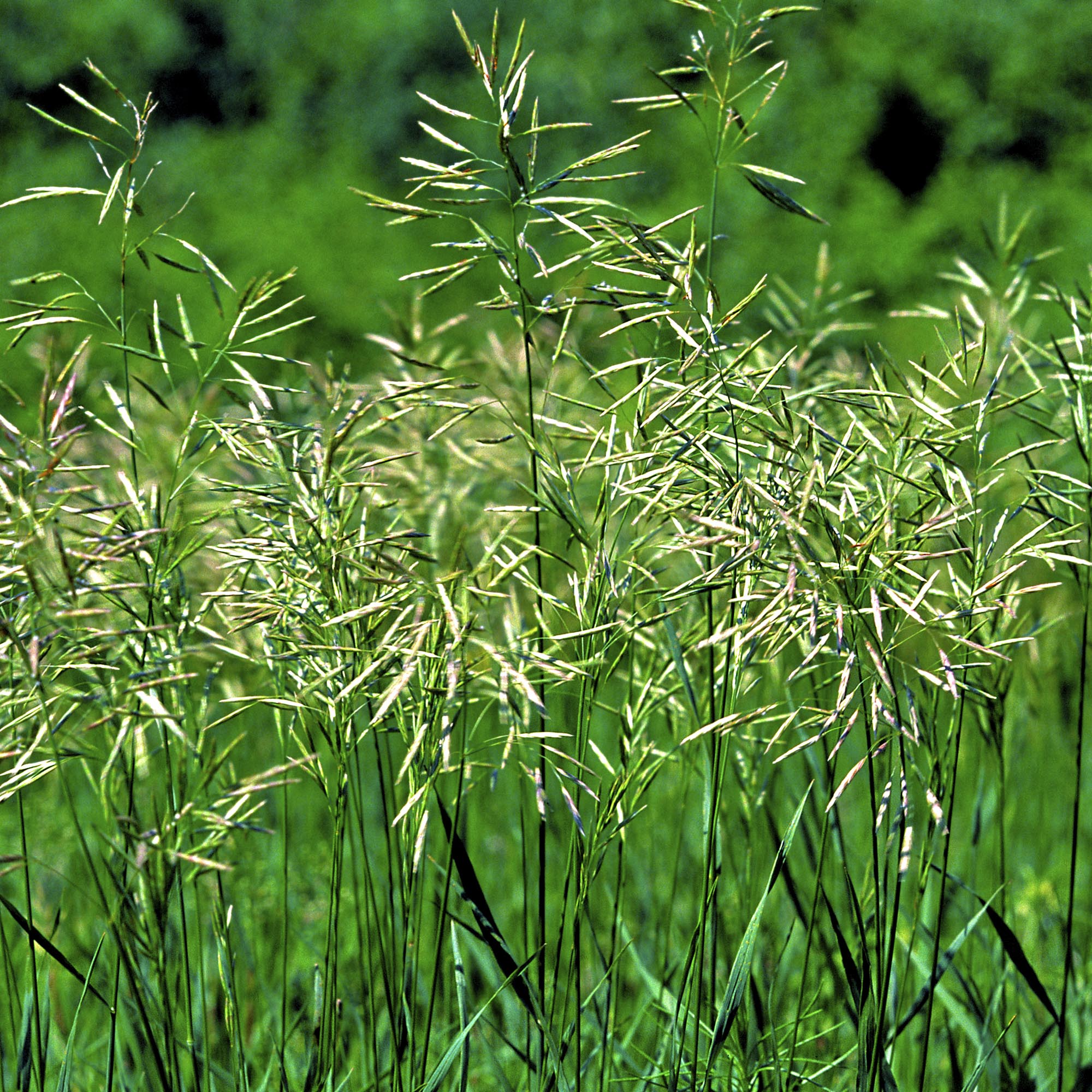 Smooth Brome Forage Grass Bulk Seed