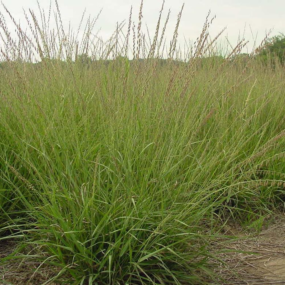 Southwest Native Seed Bag