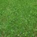 Deer Food Plot Seed