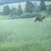 Elk Food Plot Seed