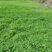 Northern Food Plot Forage