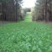 Southern Deer Food Plot