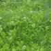 Southern Food Plot